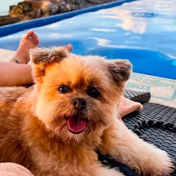 Dog Friendly Hotel B Unique Cozumel Dog Friendly Hotel B Unique Cozumel