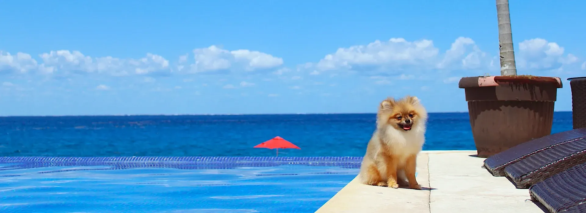 Dog friendly Hotel B Unique Cozumel Dog friendly Hotel B Unique Cozumel