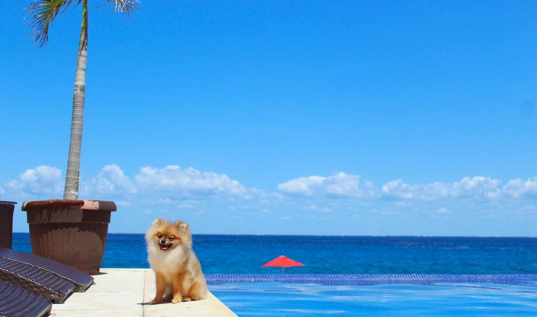 Dog Friendly Hotel B Unique Cozumel Dog Friendly Hotel B Unique Cozumel
